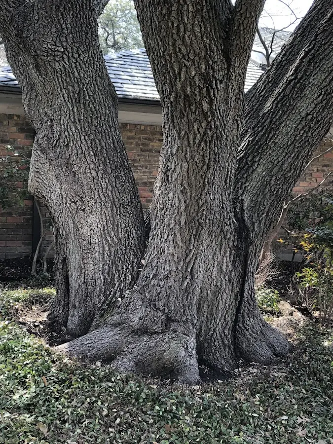 Mature heritage tree close to a Lakeport property cared for by certified arborists